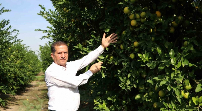 Limon dalında kaldı, üretici limonata çözümü bekliyor