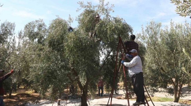 Mersin'de tüccarların zeytin alım fiyatını düşürmesine tepki: Bazı üreticiler hasadı erteledi