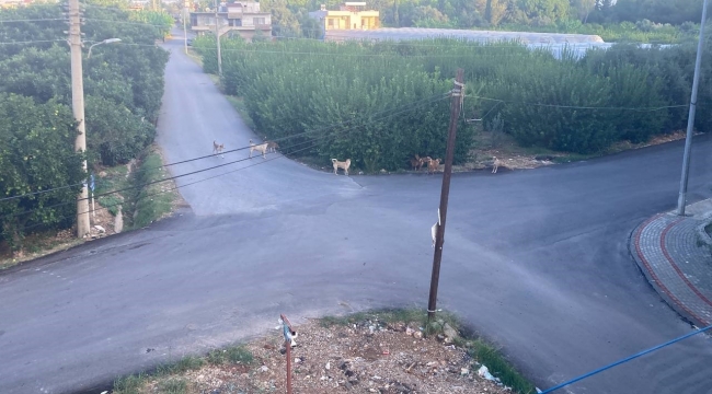 Sokak köpeğinin saldırdığı 3 tekerlekli motor böyle devrildi