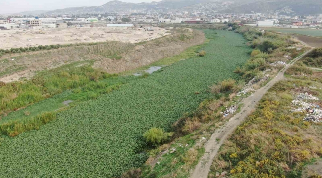 Su sümbülleri Asi Nehri'ni kaplamaya devam ediyor, su adeta görünmez hale geldi