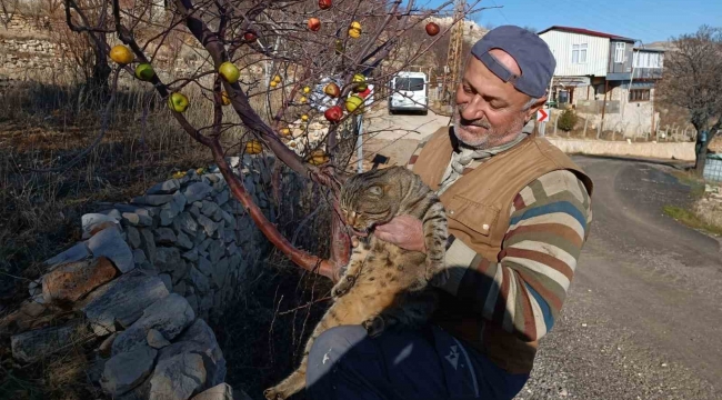 Emekli asker yaban hayvanları için doğaya yem bırakıyor