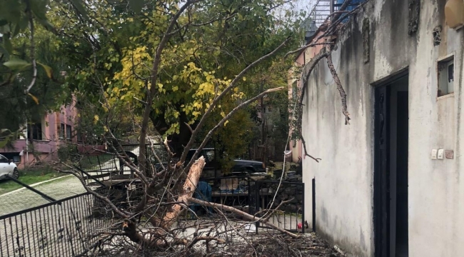 Osmaniye'de çam ağacı evin üzerine devrildi