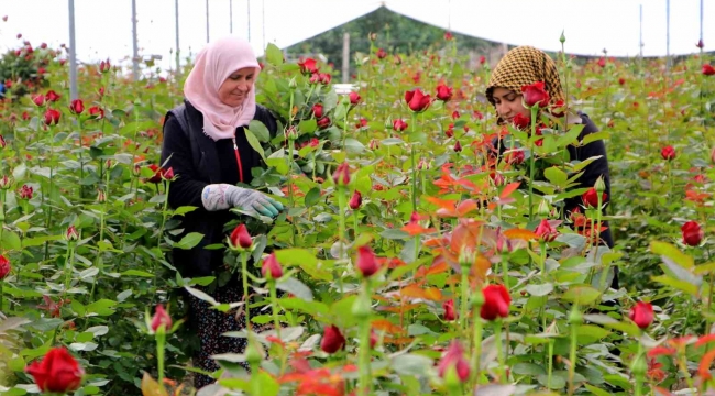 Gül serada 25, çiçekçide 100-150 lira