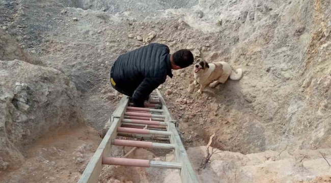 Hassa'da kuyuya düşen köpek kurtarıldı