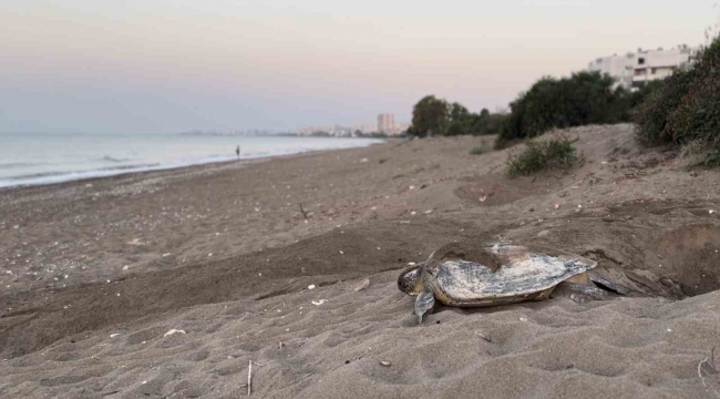 Mersin, sezonluk misafirlerini ağırlıyor