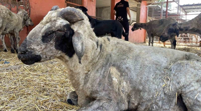 Yangından etkilenen hayvanlar Adana'da göl manzaralı bakımevinde tedavi altına alındı