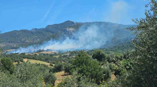 Adana'da orman yangını