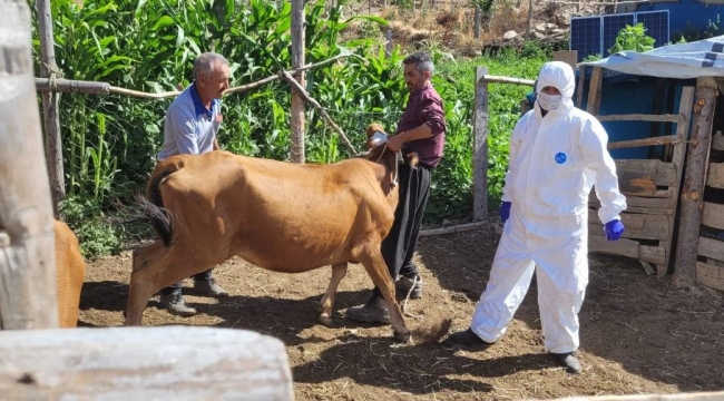 Adana'da şarbon hastalığı tespit edildi