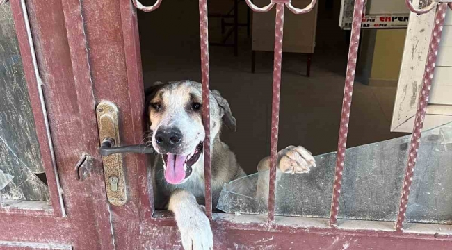 Antakya'da okul binasında mahsur kalan köpek kurtarıldı