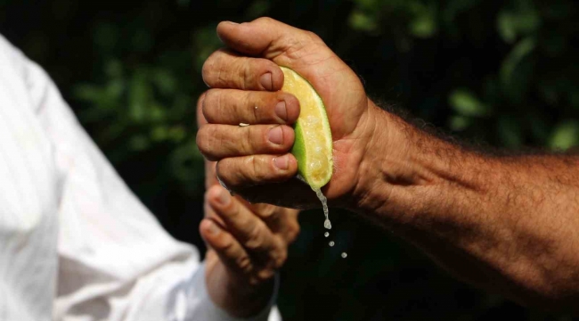 Çukurova'da erken hasat edilen Mayer limonların kalitesinde büyük risk