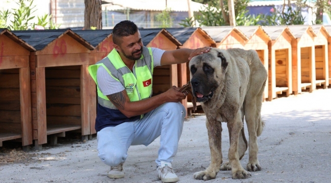 Deprem bölgesinde sokak hayvanları unutulmuyor