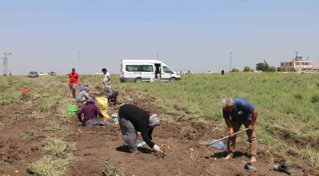 Depremzede çiftçi 350 dönümlük arazisindeki patatesi hayrına vatandaşlara bıraktı