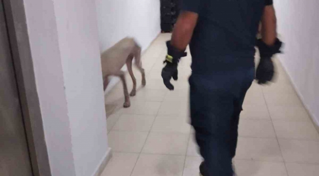 Hassa'da apartmanda mahsur kalan köpek kurtarıldı