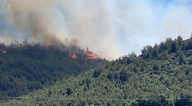 Hatay'da orman yangını