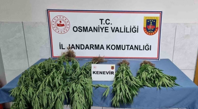 Jandarmadan uyuşturucu operasyonu: 10 gözaltı