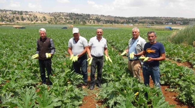 Kabak üreticisi ihracat için yeni ülkeler arıyor