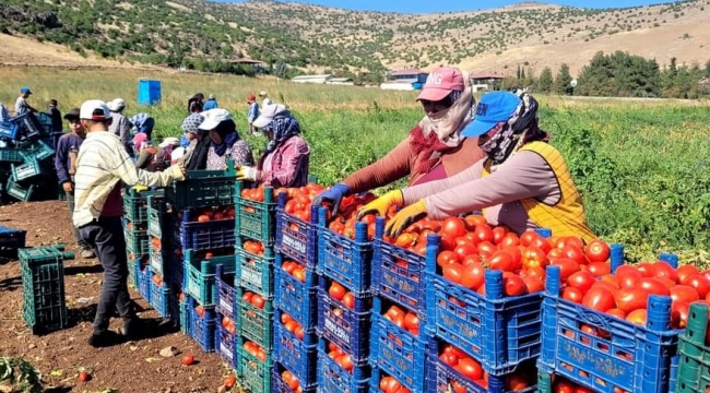 Kahramanmaraş'ta bin 700 dekar açık alanda domates üretimi yapılıyor