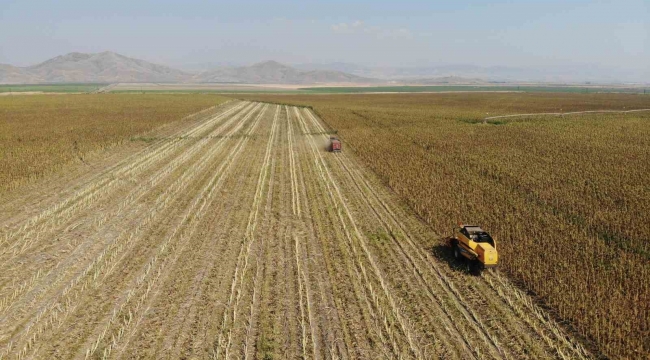 Kahramanmaraş'ta çerezlik ve yağlık ayçiçeği hasadı