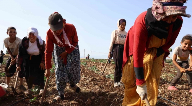 Kahramanmaraş'ta hasadın tamamlandığı tarım arazileri ikinci ürünle buluşturuluyor