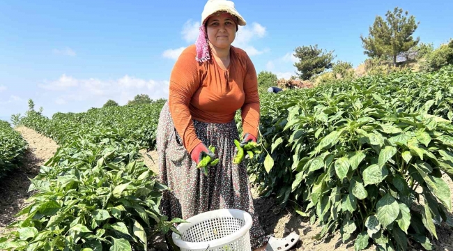 Kavurucu sıcakta en acı hasat