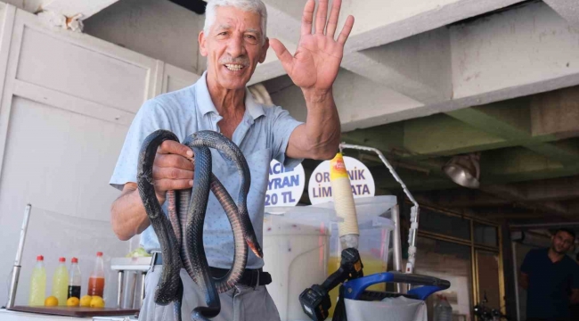 Koynunda beslediği yılanlar böyle ısırdı