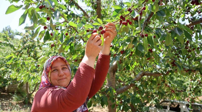 Lezzeti ülke sınırlarını aşan Saimbeyli kirazı tescil bekliyor