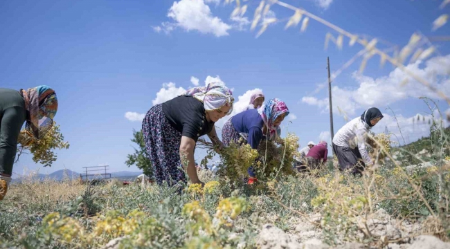 Mersin'de nohut hasadı başladı