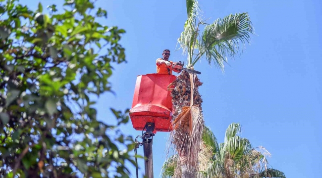 Mersin'de palmiye ağaçları budanıyor