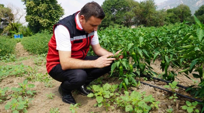 Osmaniye'de domates ve biber hasadı