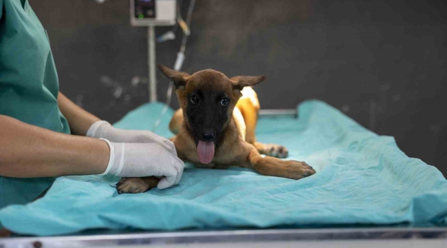 Sahibi tarafından terk edilen köpek, bakımevindeki tedaviyle iyileşiyor