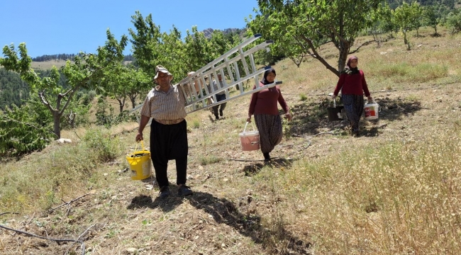 Sıcak hava kiraz hasadını erken tamamlattı