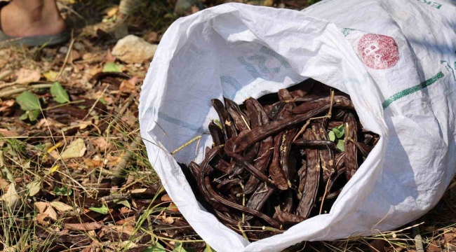 Şifa deposu keçiboynuzunda zorlu hasat başladı