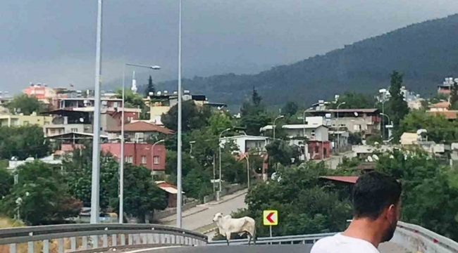 Tırdan kaçan angusla ekiplerin yakalama mücadelesi kamerada