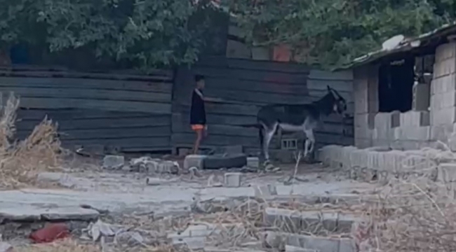 Vatandaşlardan şiddet gören 'Kadife' yeni yuvasında yaşayacak