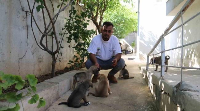 2 duvar arasında ölümü bekleyen yavru köpekleri yaşama tutundurdular