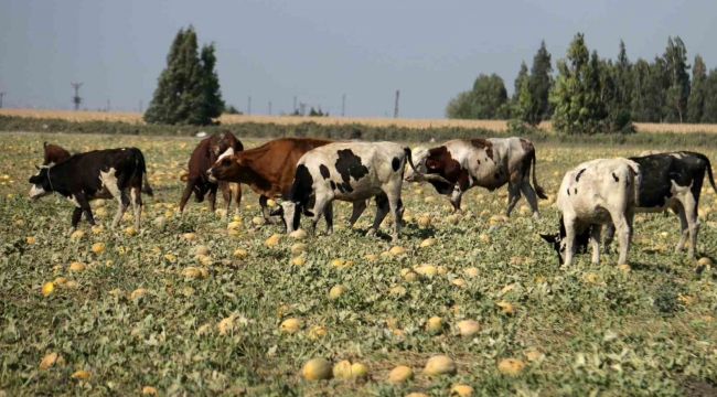 300 dönüm arazideki kavunu hayrına bırakmıştı, toplanmayan binlerce kavun hayvanlara yem oldu