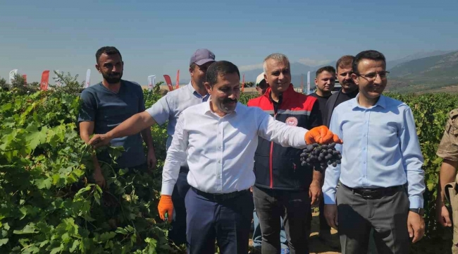 98 bin ton rekoltenin beklendiği Hassa üzümünde hasat vakti