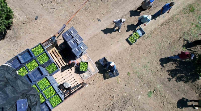 Adana'da limonun fiyatını düşürecek hasat başladı