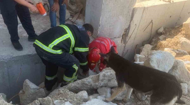 Anne köpek, yavrularını kurtaran ekiplerin başından bir an olsun ayrılmadı