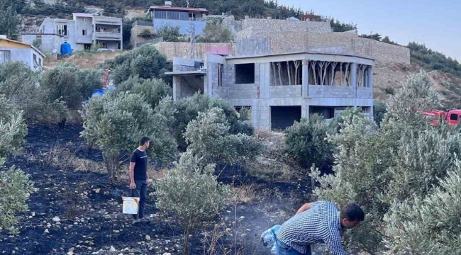 Antakya'da zeytinlik alanda çıkan yangın büyümeden söndürüldü