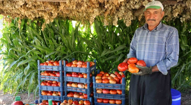 At ve katırlarla domates hasadı