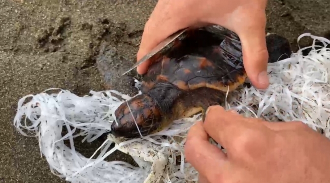 Cankurtaranlar çuvala dolanan caretta carettayı kurtardı