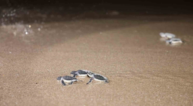 Caretta carettalar denizle buluşuyor