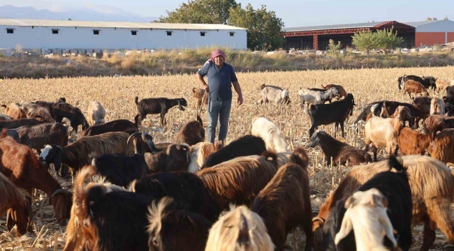 Çobanların kavurucu sıcakta zorlu mesaisi, yüksek maaş talebi çoban bulmayı zorluyor