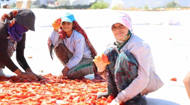 Hasadı yapılıp kurutulan domates Avrupa yolcusu