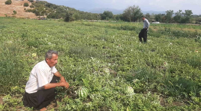 Karpuz tarlasını hasat etmeye giden çiftçiye 'Karga' şoku