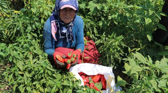 Kavurucu sıcakta acı hasat, ellerini yüzlerine süremiyorlar