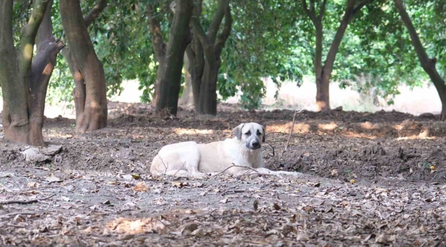 Köpeklerin çocuğu yaraladığı bahçede başıboş köpekler hala duruyor