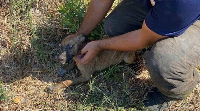 Kuyuya düşen yavru köpeği itfaiye kurtardı