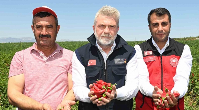 Maraş biberinde hasat dönemi başladı